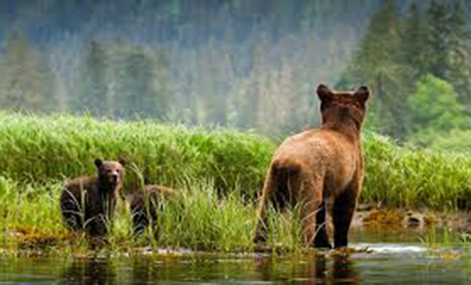 Пожилая женщина научилась говорить с дикими медведями. По ее указке животные приходят в гости и закрывают за собой дверь: видео