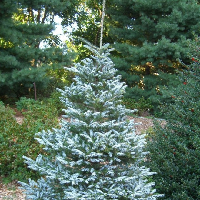 Хвойные растения для сада: выбираем самые неприхотливые культуры (65 фото)