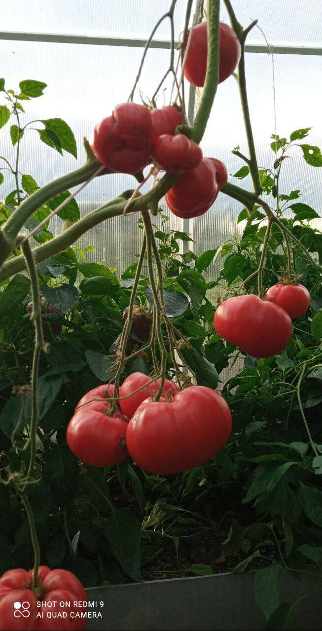 Бакчачы Лилия Мортазина: «Помидор орлыгын кычыткан астыннан алган туфракка чәчәргә кирәк»