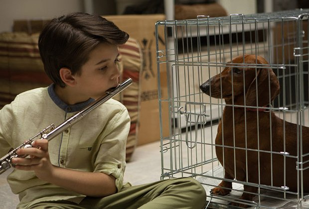 Лучшие фильмы про животных: 15 кинолент с высоким рейтингом