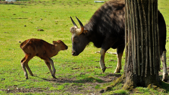 Гаур: самый крупный дикий бык, король джунглей