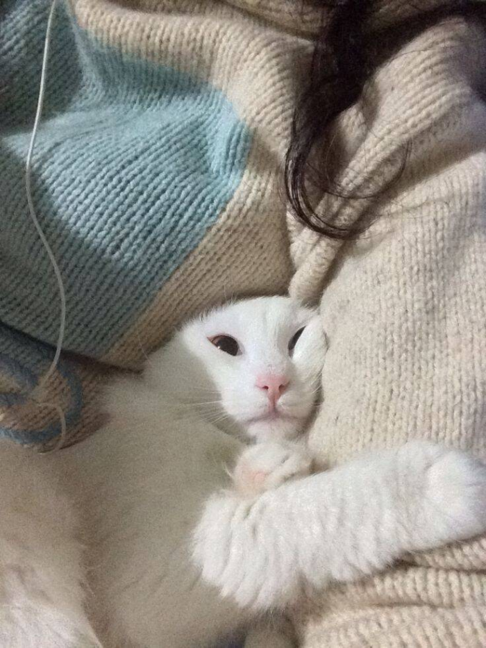 Почему кошки топчут лапками и урчат: особенности поведения