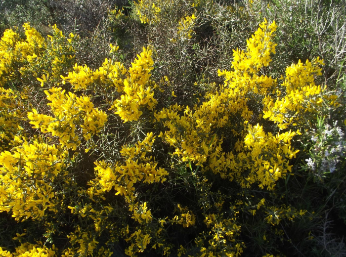 Неприхотливые декоративные кустарники в ландшафтном дизайне: фото и описания (56 фото)