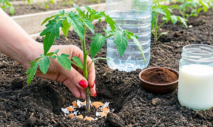 Как удвоить урожай помидоров. Будут крупными и очень сочными: подготовка, уход и полив