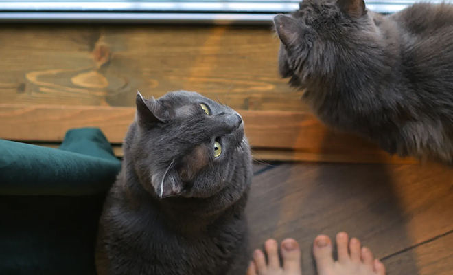 Кот пропал и нашелся через полгода. Но еще через год домой пришел точно такой же кот