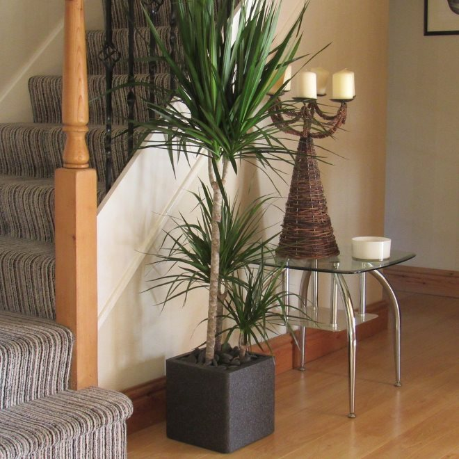 Комнатные растения в интерьере квартиры (112 фото)