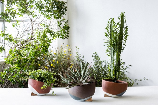 Комнатные растения в интерьере квартиры (112 фото)