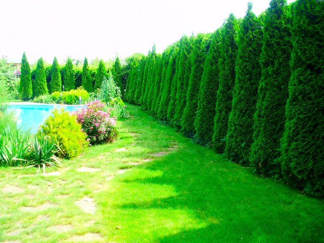 Хвойные растения для сада: выбираем самые неприхотливые культуры (65 фото)