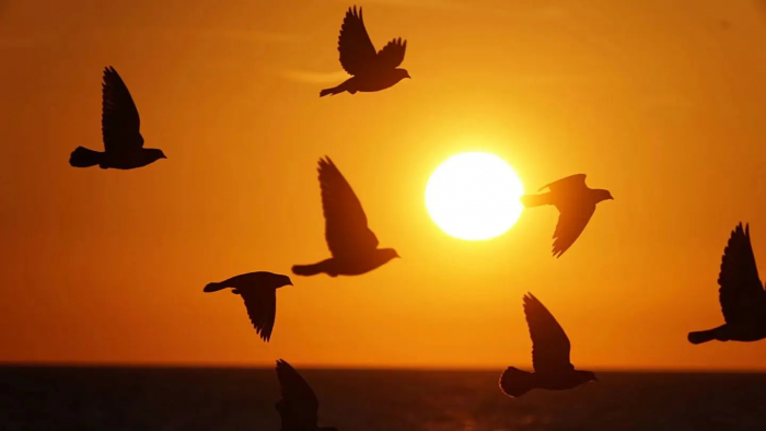 Пять верных признаков: как понять, что весна действительно пришла