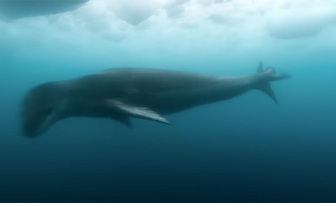 Пингвин уплыл под водой от морского леопарда, после чего выпрыгнул на льдину и стал с ним ругаться