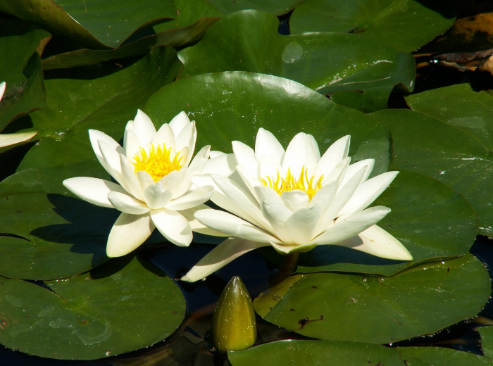 Идеи для сада: простые и оригинальные варианты (65 фото)