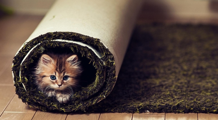 Как почистить ковер: эффективное применение подручных средств (15 фото)