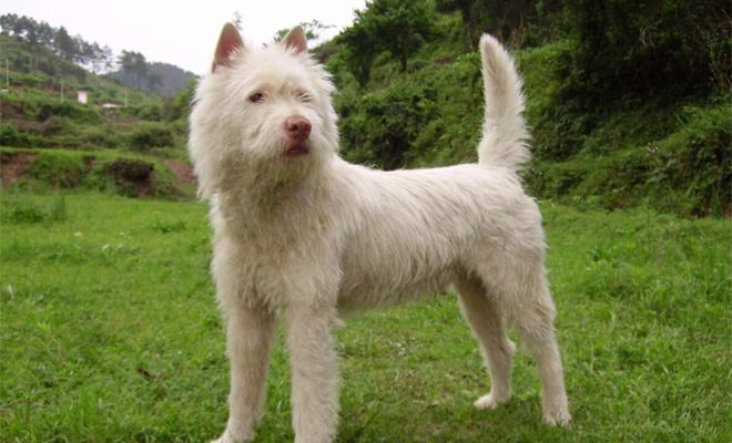 Невзрачный пес стал альфа-вожаком в стае волкодавов. Усмиряет всех одним видом: видео