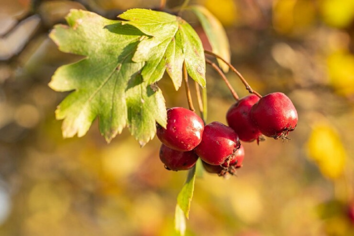 Садоводам дали совет, как ухаживать за смородиной