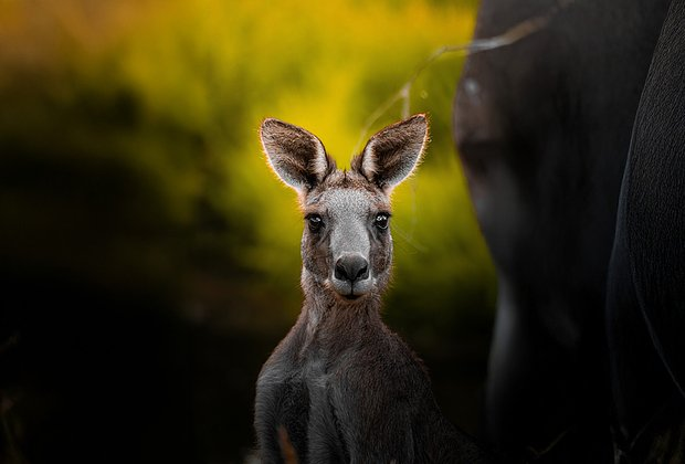 Кенгуру: что это за животное, как выглядит и опасно ли для людей