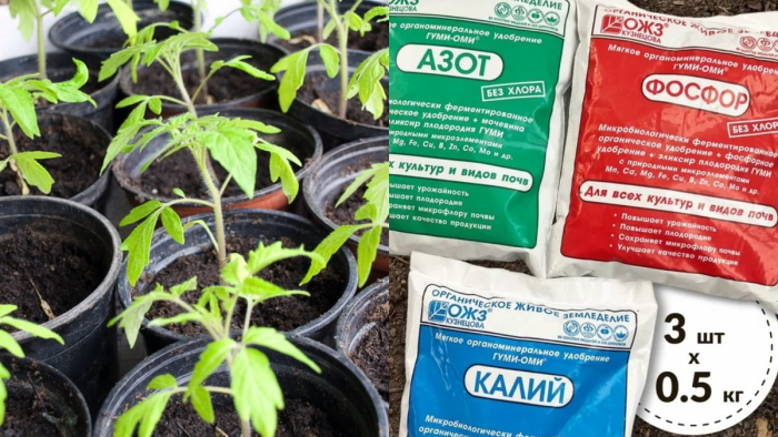 Правильная подкормка рассады томатов: схема, дозировки и частые ошибки