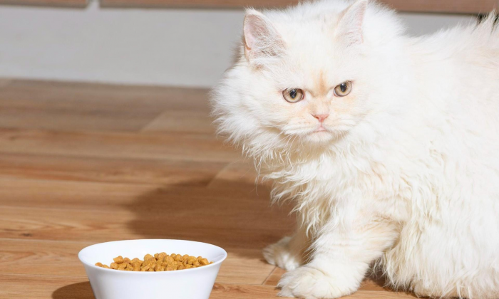 Почему здоровая кошка резко отказывается от любимого корма, выяснили в Университете Ивате