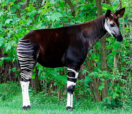 Ной не ныл и ты не Ной!