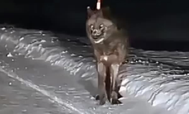 Волк в полтора раза крупнее сородичей вышел ночью на дорогу перед водителем: видео