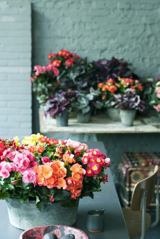 Цветы для спальни: на что обратить внимание при выборе (35 фото)