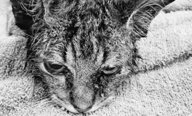 Кот засунул голову в банку и ходил с ней две недели, пока его не увидели люди