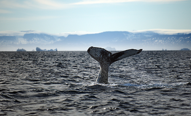 В 1958 году жители Наукана неожиданно покинули город: единственное место в СССР, с которого видно территорию США