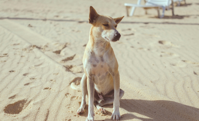 Туристы оставили лодку без присмотра на якоре. Почти сразу приплыла собака и стащила сумку с едой