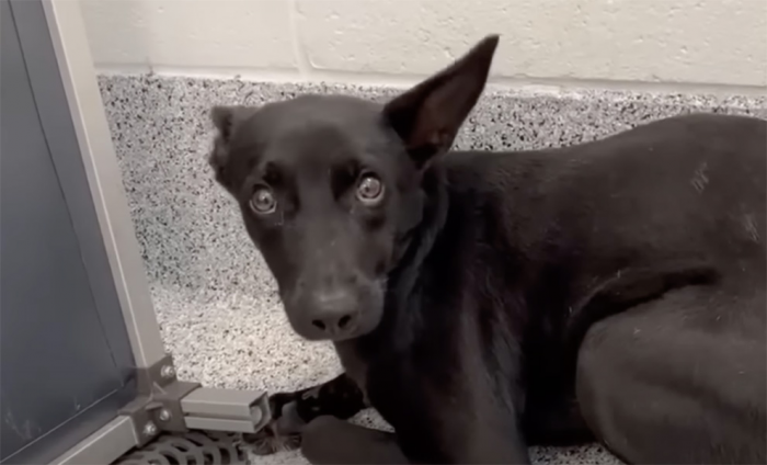 Собаку забрали у плохого хозяина и она все время смотрела в угол, пока ей не помогла другая собака