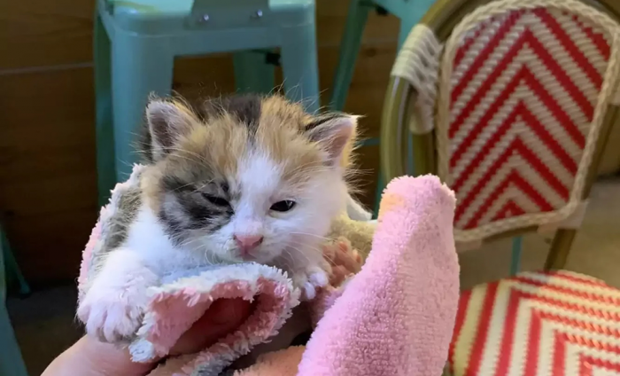 Собаки нашли на улице брошенного котенка и привели его домой: видео