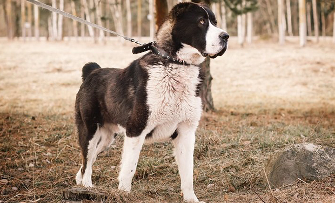 Сила алабая на видео: удержать собаку размером больше волка почти невозможно