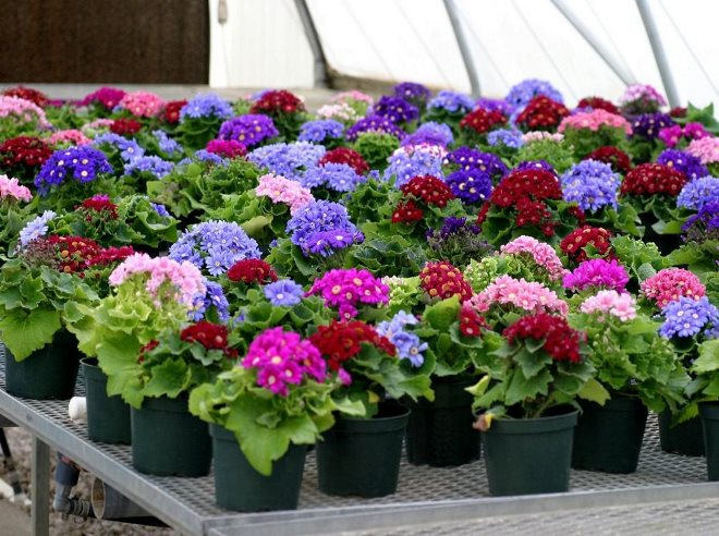 «Седой» цветок или прекрасное комнатное растение цинерария (61 фото)