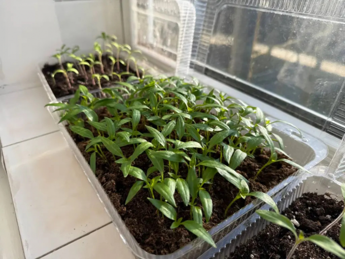 Лью 1 флакон в садовую лейку — и опрыскиваю всё подряд: рассада толстеет на глазах