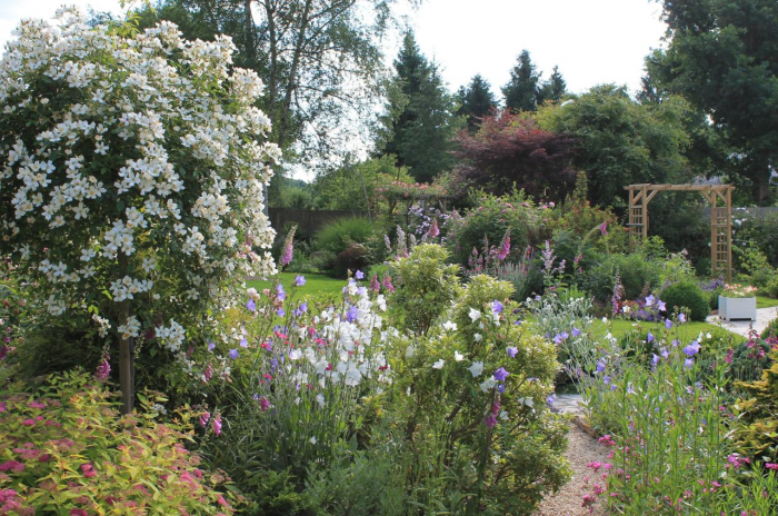 Неприхотливые декоративные кустарники в ландшафтном дизайне: фото и описания (56 фото)