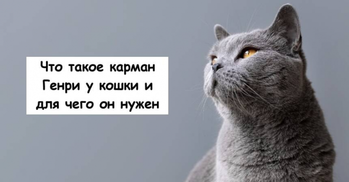 Что такое карман Генри у кошки и для чего он нужен
