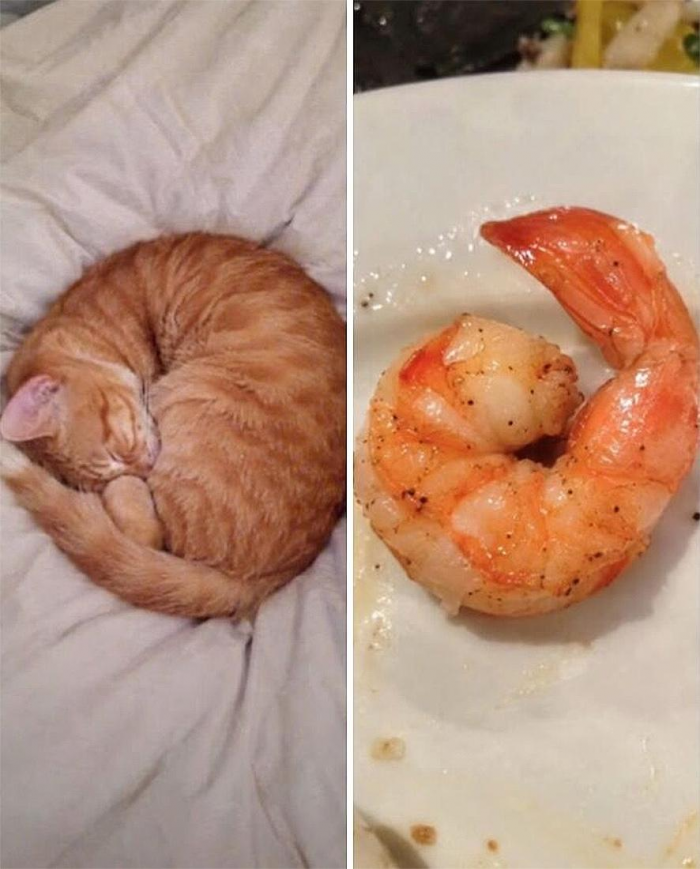 Коты похожи на еду: подборка фотографий