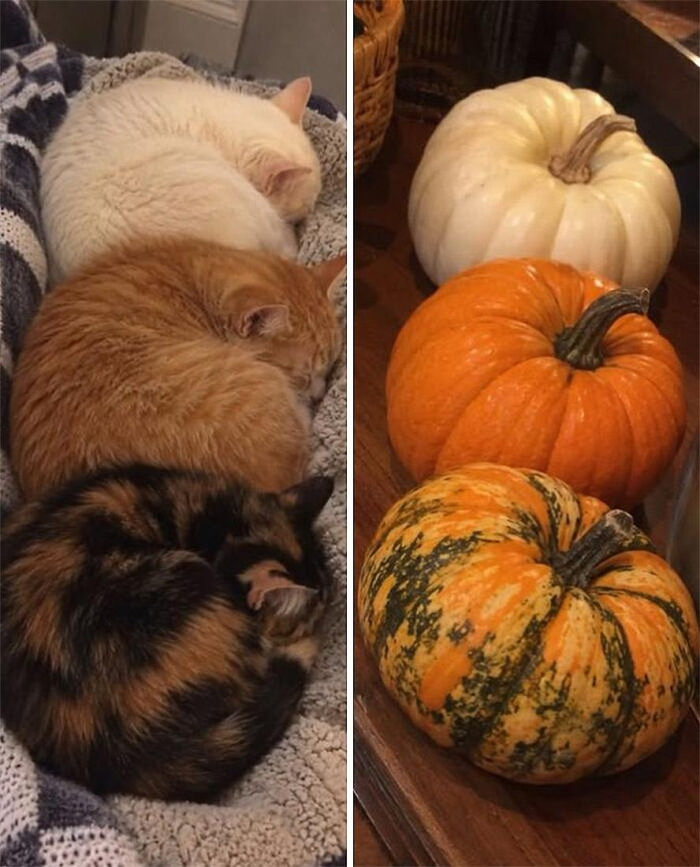 Коты похожи на еду: подборка фотографий