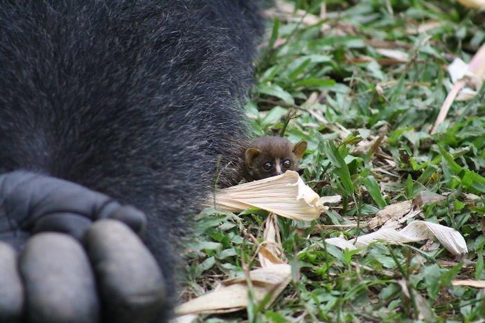 24-летний самец гориллы нашел крошечное существо в лесу, и его реакция бесценна