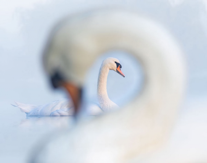 Победители конкурса на лучшие фотографии птиц Bird Photographer of the Year 2024