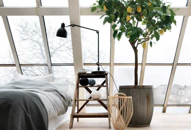 Цветы для спальни: на что обратить внимание при выборе (35 фото)