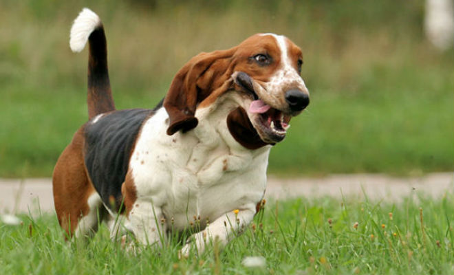 5 самых добрых собак мира: заводить для охраны бесполезно