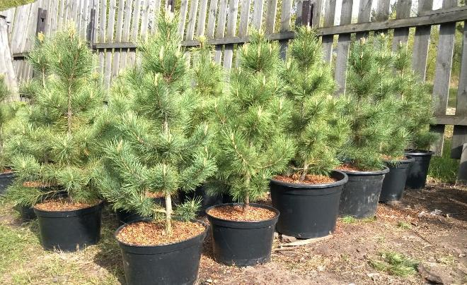 Хвойные растения для сада: выбираем самые неприхотливые культуры (65 фото)