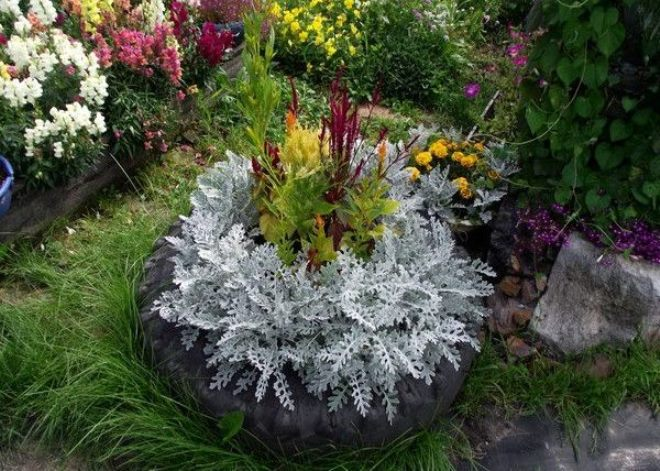 «Седой» цветок или прекрасное комнатное растение цинерария (61 фото)