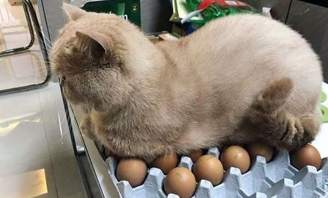 Кошка вообразила себя курицей, высидела 7 цыплят, а потом стала их воспитывать: видео