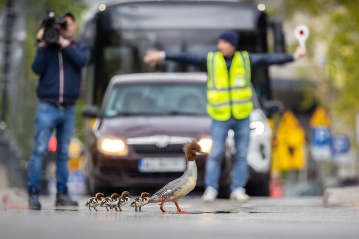 Победители конкурса на лучшие фотографии птиц Bird Photographer of the Year 2024