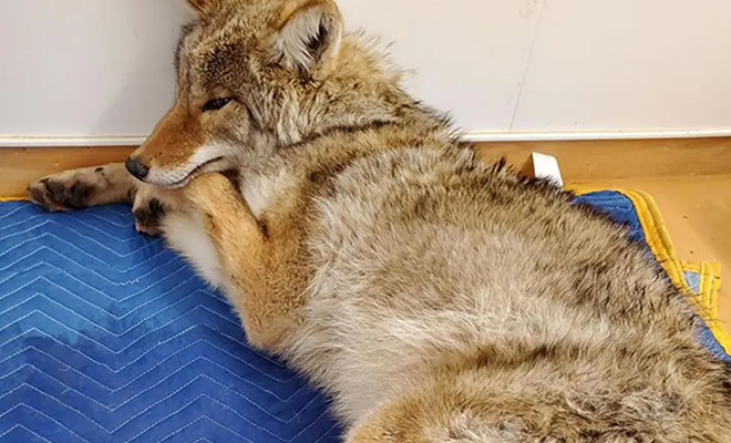 Водитель подобрал пса на обочине и повез к ветеринару. Очень скоро он понял, что на заднем сидении не собака, а волк