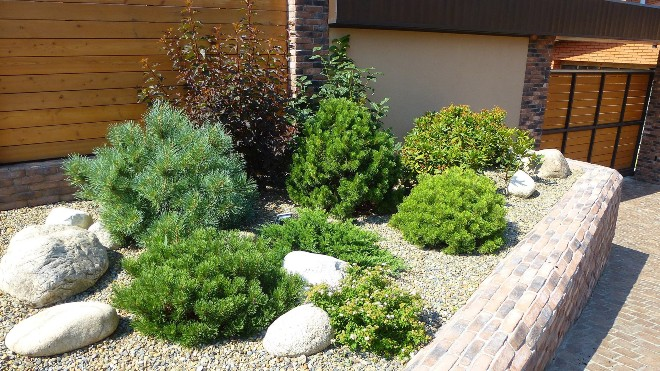 Хвойные растения для сада: выбираем самые неприхотливые культуры (65 фото)