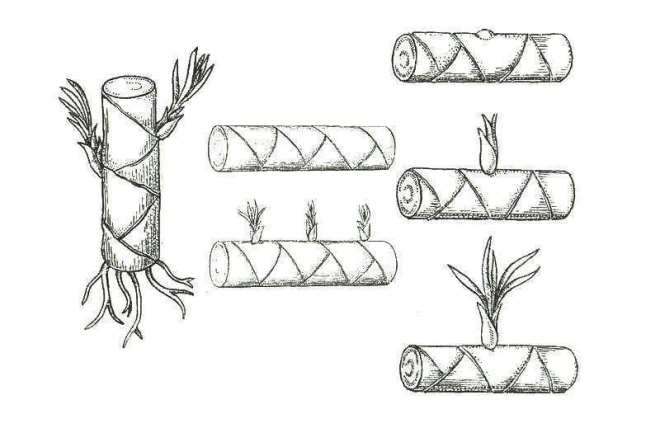 «Седой» цветок или прекрасное комнатное растение цинерария (61 фото)