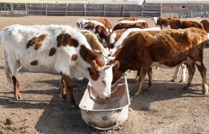 Астраханской области временно запретили ввоз животноводческой продукции в Беларусь и Казахстан