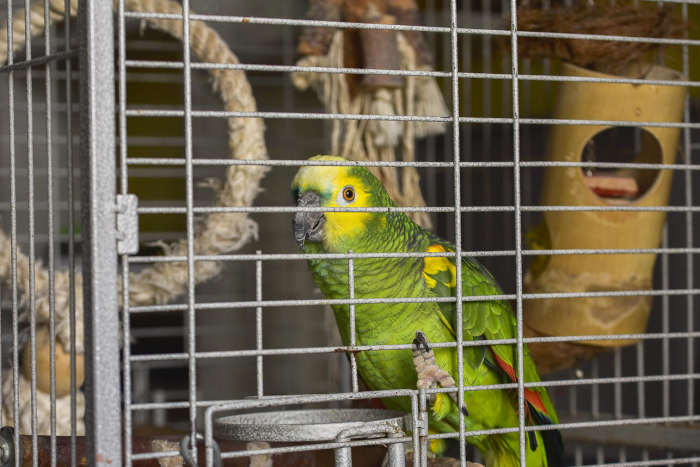 Дом для крыльев: как выбрать клетку для попугая и не пожалеть через месяц