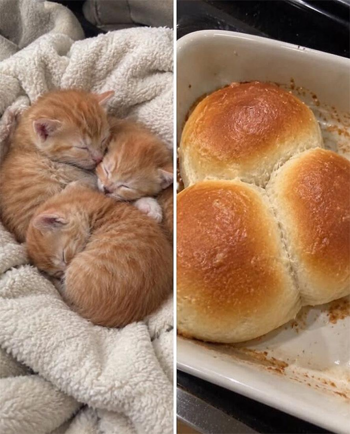 Коты похожи на еду: подборка фотографий